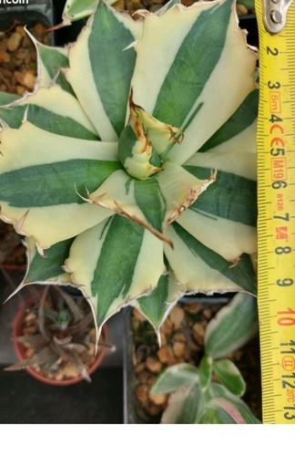 Agave titanota snaggletooth - , no