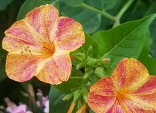 Graines de Belles De Nuit