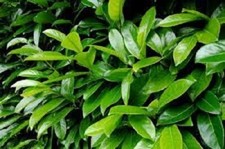 Lauroceraso prunus laurocerasus h 30/60cm cm vaso 18 (20 PIANTE))