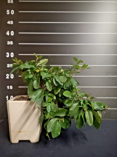 Bonsai piracanta - bonsai, di