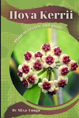 Hoya kerrii plant - hoya, kerrii: