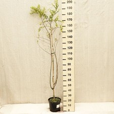 Salix Babylonica (salice