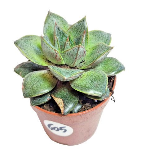 Echeveria purpusorum 5 - echeveria, Ø