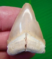 DENTE DI SQUALO CHUBUTENSIS