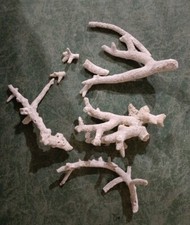 Lotto Rametti di Corallo grezzo bianco 482 gr 