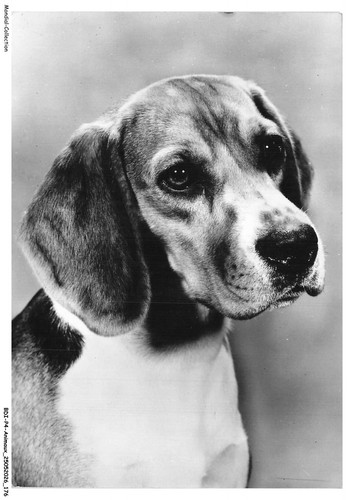 Bdip4 0330 animaux cani - -,