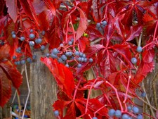 Pianta parthenocissus - 1,