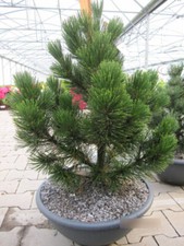 Pinus leucodermis Little