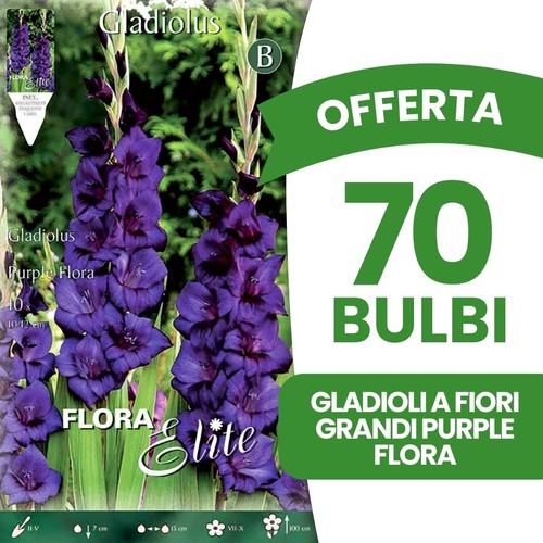Bulbi primaverili offerta - offerta, 70