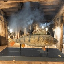 Antico Pesce Persico Tassidermia Da Wunderkammer Anni ‘20 Originale D’epoca