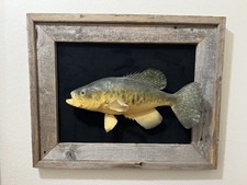 Vtg Small Mouth Bass Taxidermy
