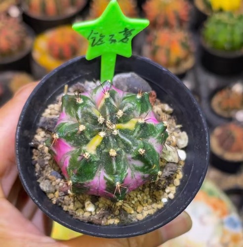 Gymnocalycium mihanovichi