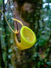 Nepenthes Dubia 🍃 10 semi
