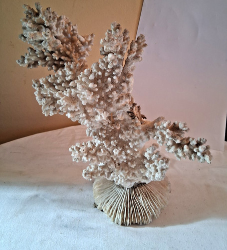 Antico corallo naturale - corallo, bianco