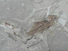 Pesce fossile eocene medio - fossile,