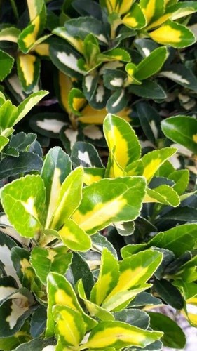 Pianta euonymus japonicus - pianta,