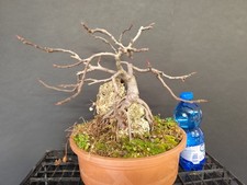 Pre Bonsai Ficus Carica Su