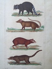 Buffon/Vauthier Incisione