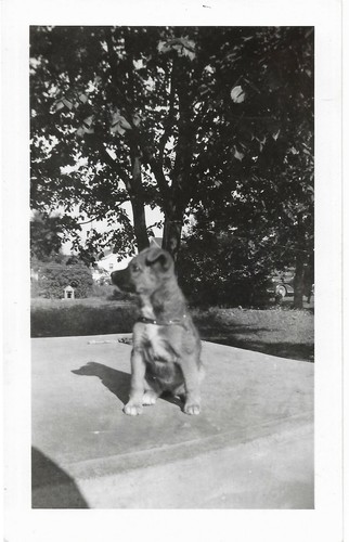 Foto epoca pit - d'epoca, terrier