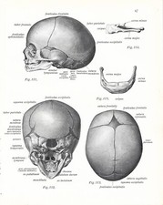 Stampa antica ANATOMIA CRANIO