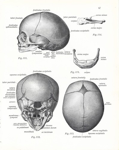 Stampa antica anatomia cranio - antica,