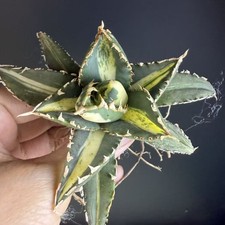 Sale Rare plant Agave titanota
