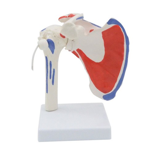 Modello spalla muscolare - spalla,