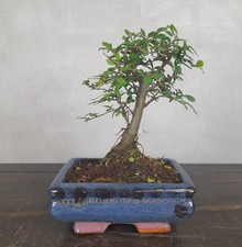 Bonsai di OLMO -  bomboniere