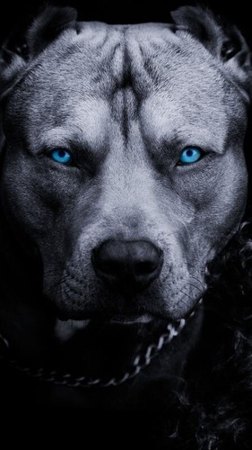 Ritratto cane pitbull - ritratto,