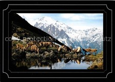 Capricorno stambecco alpino Capra Ibex Bouquetins