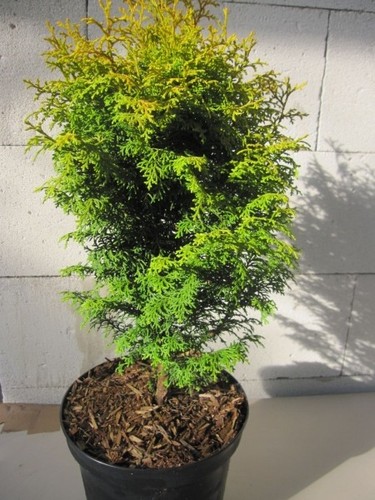 Chamaecyparis obtusa melody - chamaecyparis,