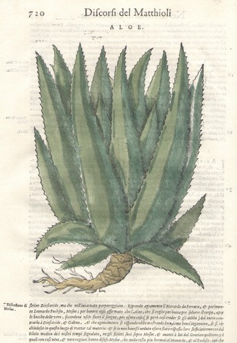 Aloe stampa antica matthioli - aloe,
