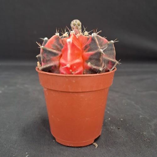 Gymnocalycium mihanovichii - , f
