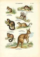 Stampa antica CANGURO TRICOSURO PETAURO OPOSSUM YAPOK 1927 Old Antique print