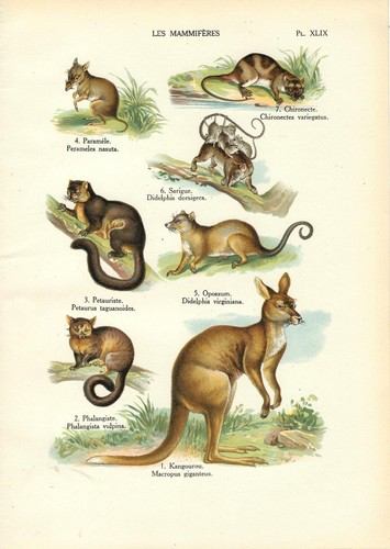 Stampa antica canguro - stampa,