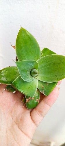 Lote suculenta agave - 5,