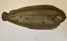 SOGLIOLA SOLE JONATHAN COUCH