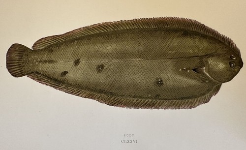 Sogliola sole jonathan couch - sole,