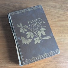 INSECTS AT HOME REV J G WOOD