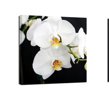 Canvashop Quadri moderni