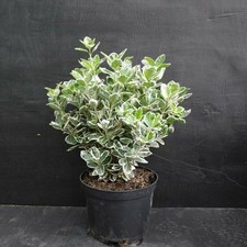 Evonimo variegato "Euonymus