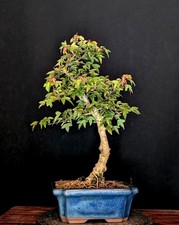 BONSAI DI ACERO A TRE PUNTE