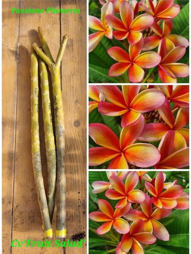 Talea plumeria - talea,
