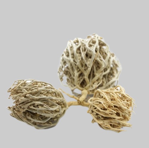Rosa gerico fiore kaf - gerico,