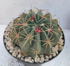 Ferocactus macrodiscus Pøt 12cm