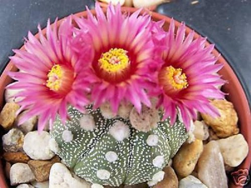 Astrophytum super kabuto fiore - super,