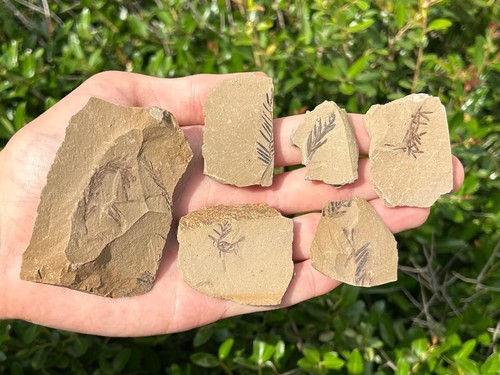 Fossil metasequoia foglie - metasequoia, in