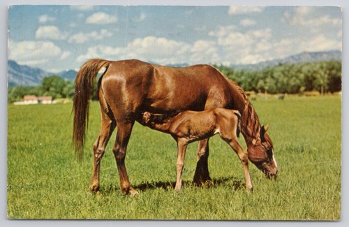 1957 cartolina arabi cavalli - cartolina,