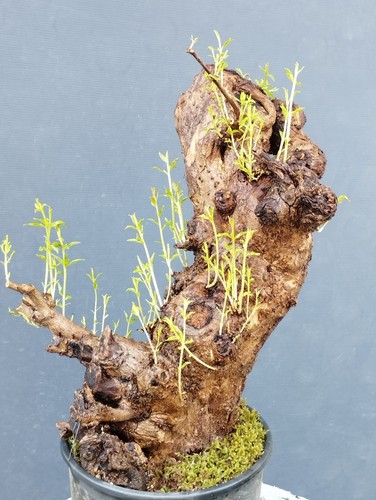 Pre bonsai melograno - pre-bonsai, di