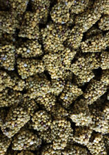 ENGRAIS OSMOCOTE® EXACT